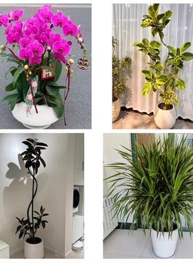 北京市东城区天坛永定门外街道同城花店送发财树公司店铺开业绿植