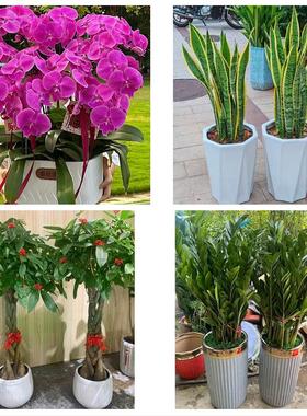 黑河市孙吴县北安五大连池市同城鲜花店配送开业绿植发财树天堂鸟