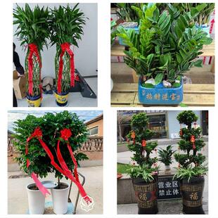 送徐州市鼓楼区云龙区贾汪区同城绿植花卉送发财树绿萝柱公司开业