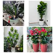 发财树招财树送朋友公司开业二连浩特市锡林浩特市多伦县同城花店