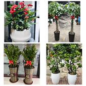 发财树招财树送朋友公司开业东莞市大朗黄江镇清溪塘厦镇同城花店