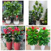 发财树招财树送朋友公司开业毕节七星关区大方黔西金沙县同城花店