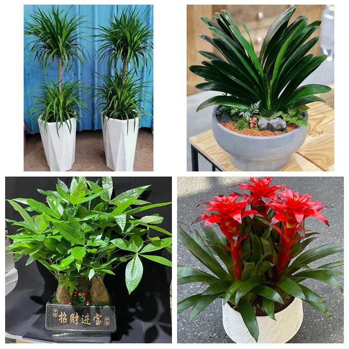 送晋中市平遥县灵石县介休市同城花店乔迁入新居开业绿植送发财树