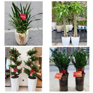 邢台市广宗平乡县威县清河县同城花店乔迁入新居开业绿植送发财树