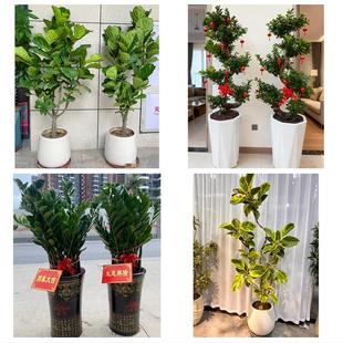 文山州文山县砚山西畴麻栗坡同城花店乔迁入新居开业绿植送发财树