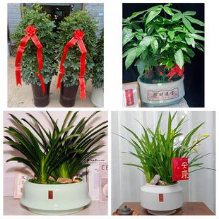 开封市龙亭顺河回族区鼓楼区同城绿植花卉送发财树绿萝柱公司开业