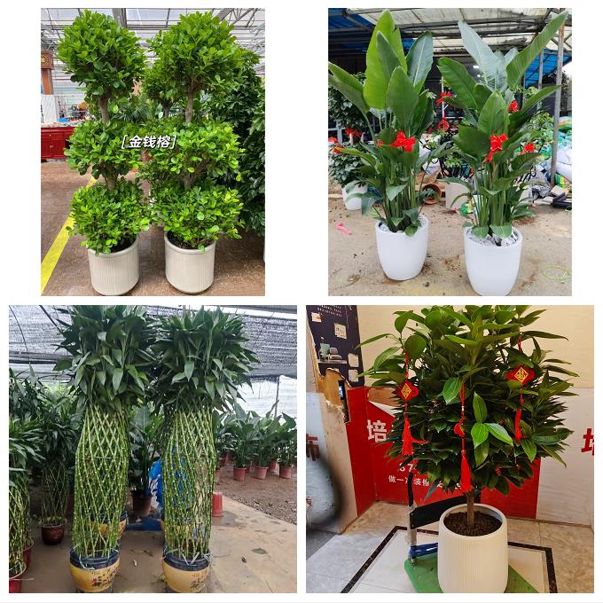 发财树绿萝柱送朋友公司开业送济南市历下区市中区槐荫区同城花店