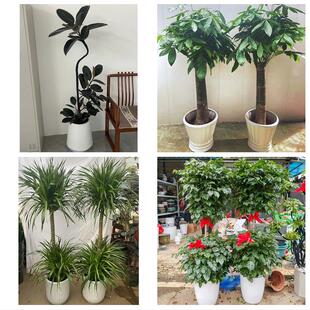 发财树绿萝柱送朋友公司开业临沂市郯城沂水县兰陵县费县同城花店