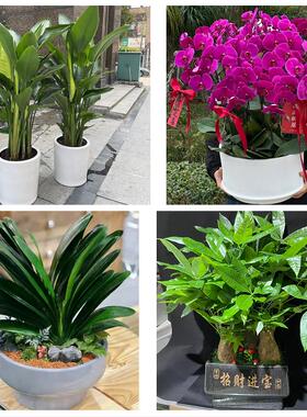 南通市崇川港闸通州区海安县同城花店乔迁入新居开业绿植送发财树