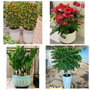 送鸡西市鸡东县虎林市密山市同城花店乔迁入新居开业绿植送发财树