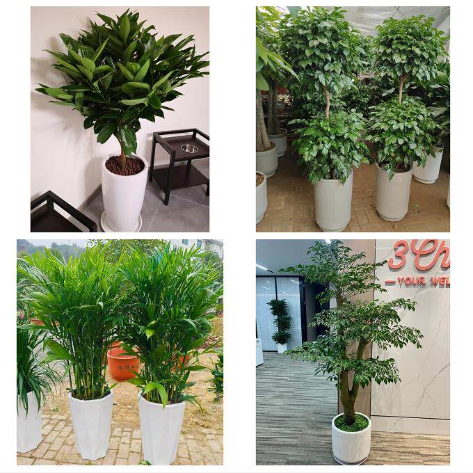 发财树招财树送朋友公司开业蚌埠市淮上区怀远五河固镇县同城花店