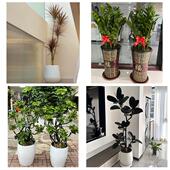 发财树招财树送朋友公司开业送晋城市陵川县泽州县高平市同城花店