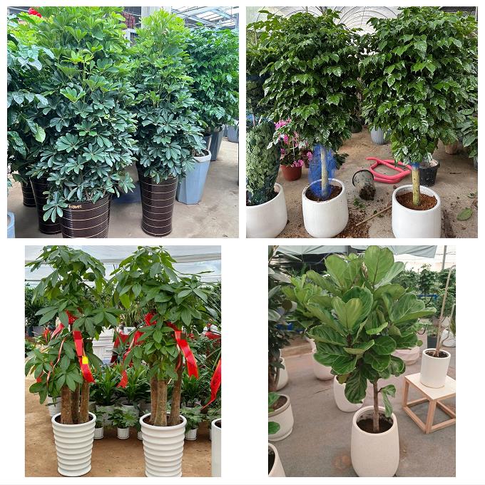 发财树绿萝柱送朋友公司开业送鹰潭市月湖区余江县贵溪市同城花店