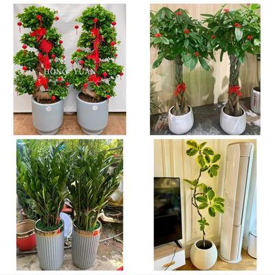 怀化市溆浦会同县麻阳新晃县同城鲜花店配送开业绿植发财树天堂鸟