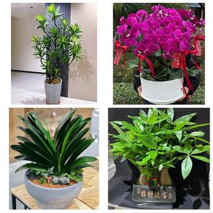 怒江州泸水市福贡贡山兰坪县同城花店乔迁入新居开业绿植送发财树