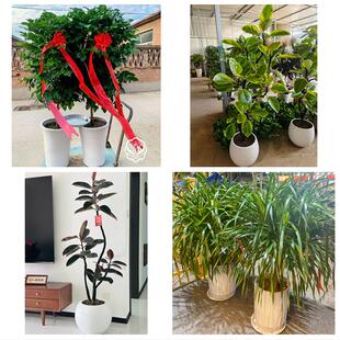 庆阳市合水正宁县宁县镇原县同城绿植花卉送发财树绿萝柱公司开业
