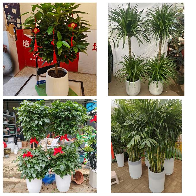 发财树绿萝柱送朋友公司开业南通市如东启东如皋市海门市同城花店