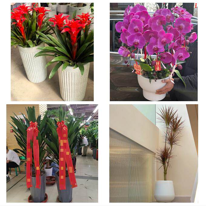 发财树招财树送朋友公司开业淄博市周村区桓台高青沂源县同城花店