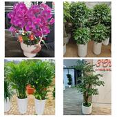 发财树招财树送朋友公司开业北京市顺义区后沙峪天竺杨镇同城花店