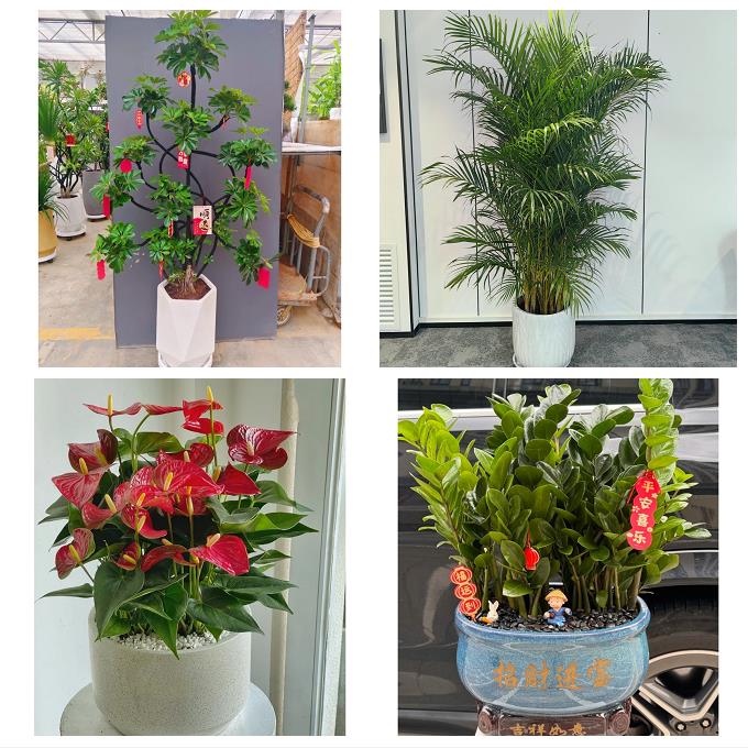 邢台市桥东桥西区邢台临城县同城绿植盆栽花店开业送发财树幸福树