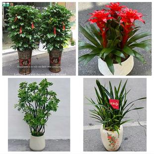 河南信阳市潢川县淮滨县息县同城花店乔迁入新居开业绿植送发财树