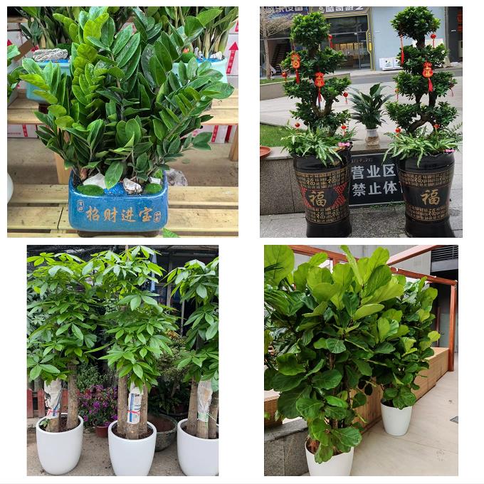 送天津市和平新兴体育馆新兴同城绿植花卉送发财树绿萝柱公司开业