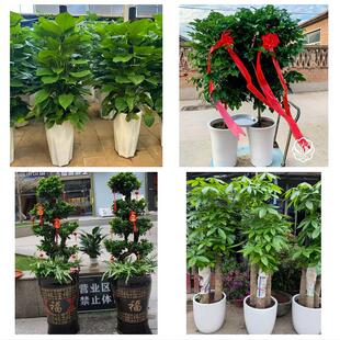 张家口市怀安怀来涿鹿赤城县同城绿植花卉送发财树绿萝柱公司开业
