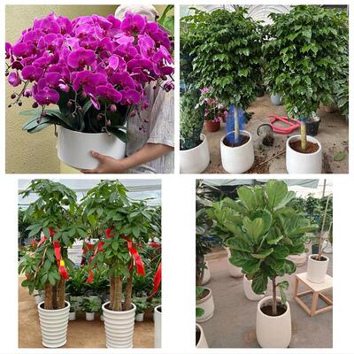发财树绿萝柱送朋友公司开业送咸阳市淳化县武功县兴平市同城花店