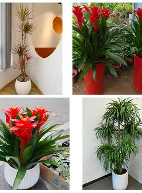 铁岭市昌图县调兵山市开原市同城鲜花店配送开业绿植发财树天堂鸟