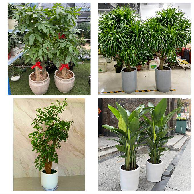 雅安市雨城名山区荥经汉源县同城花店乔迁入新居开业绿植送发财树