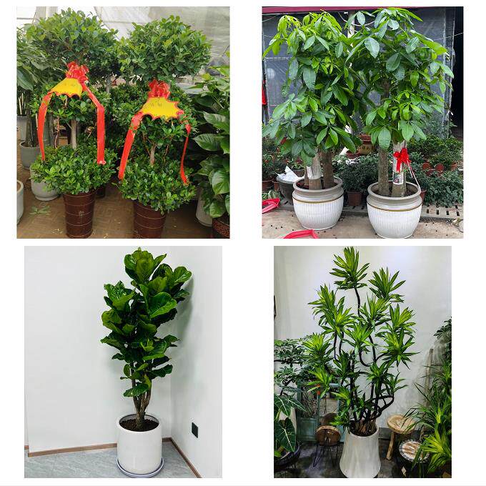 发财树招财树送朋友公司开业送宜昌市兴山县秭归县长阳县同城花店