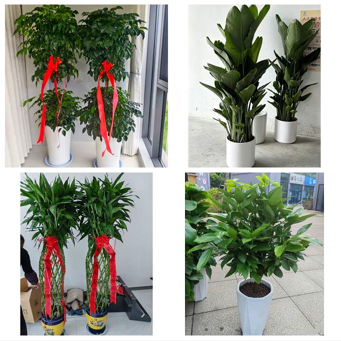 送平凉市崆峒区泾川县灵台县同城绿植花卉送发财树绿萝柱公司开业 - 实物图