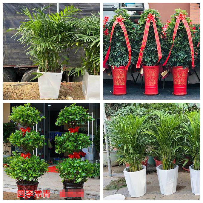 通辽科尔沁区开鲁霍林郭勒市同城花店开业庆典送绿植发财树金钱树