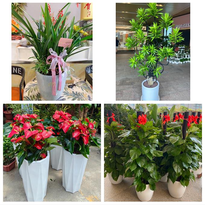 晋中市榆次区榆社左权和顺县同城绿植盆栽花店开业送发财树幸福树
