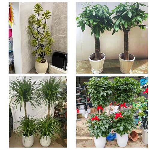 发财树绿萝柱送朋友公司开业榆林市靖边定边绥德县米脂县同城花店