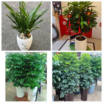 发财树绿萝柱送朋友公司开业北京市朝阳区双井劲松潘家园同城花店