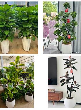 泉州市惠安安溪永春县德化县同城绿植花卉送发财树绿萝柱公司开业