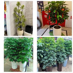 发财树绿萝柱送朋友公司开业大连市中山西岗沙河口金州区同城花店