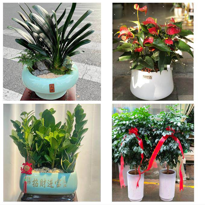 抚州市溪县资溪县东乡广昌县同城鲜花店配送开业绿植发财树天堂鸟