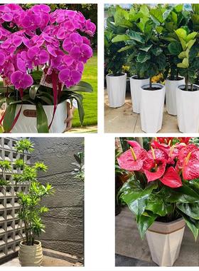 送四平市铁西区铁东区梨树县同城鲜花店配送开业绿植发财树天堂鸟