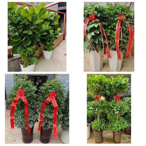 送澄迈县临高县陵水县保亭县同城绿植花卉送发财树绿萝柱公司开业