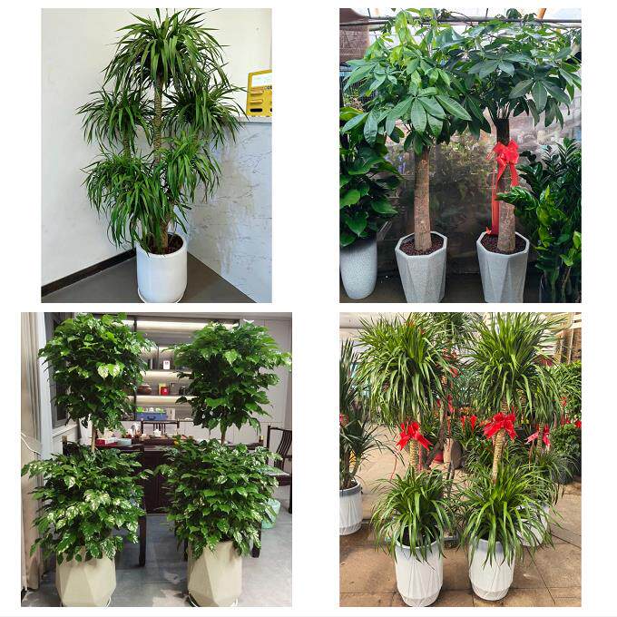 唐山市乐亭迁西玉田县唐海县同城鲜花店配送开业绿植发财树天堂鸟