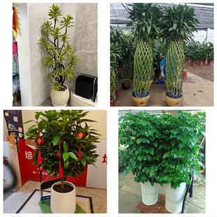 发财树绿萝柱送朋友公司开业怀化市溆浦会同县麻阳新晃县同城花店
