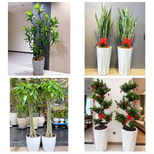 延安市洛川县宜川黄龙黄陵县同城花店乔迁入新居开业绿植送发财树