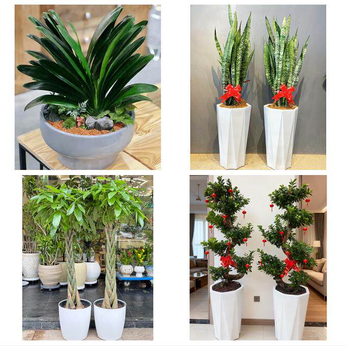 送济南市历下区市中区槐荫区同城花店乔迁入新居开业绿植送发财树