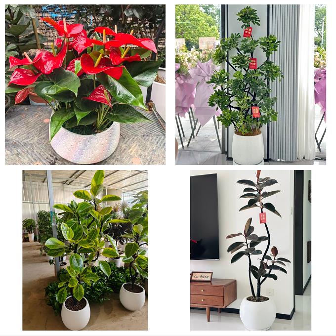 北京朝阳区和平街安贞亚运村同城绿植花卉送发财树绿萝柱公司开业