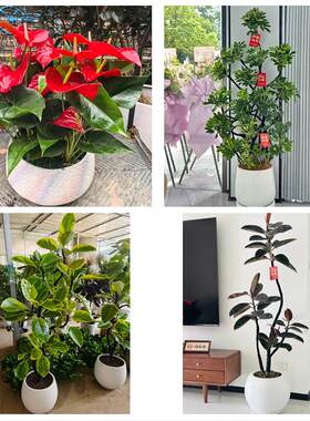 北京朝阳区和平街安贞亚运村同城绿植花卉送发财树绿萝柱公司开业