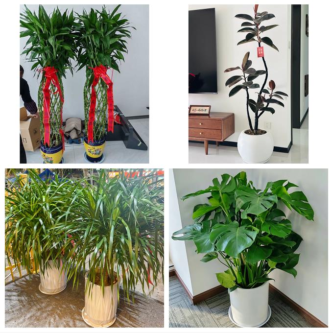 南通市如东启东如皋市海门市同城绿植花卉送发财树绿萝柱公司开业