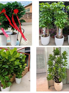 大同市阳高天镇广灵县灵丘县同城绿植花卉送发财树绿萝柱公司开业