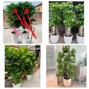 大同市阳高天镇广灵县灵丘县同城绿植花卉送发财树绿萝柱公司开业
